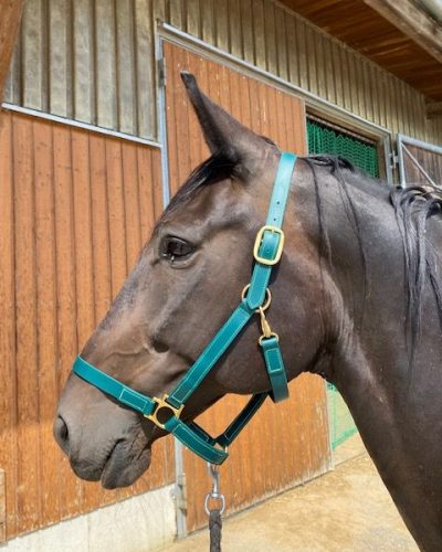 Halfter Warmblut in Sonderfarbe